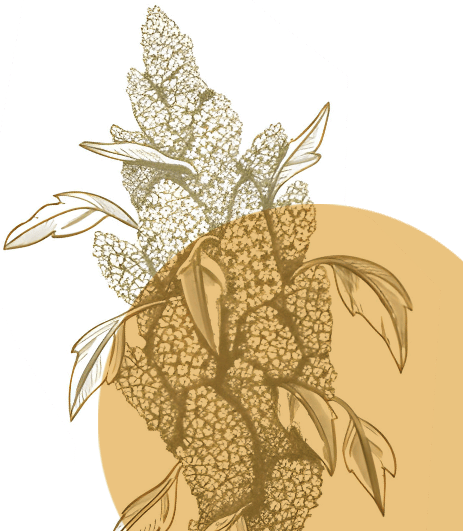 Millet Illustration