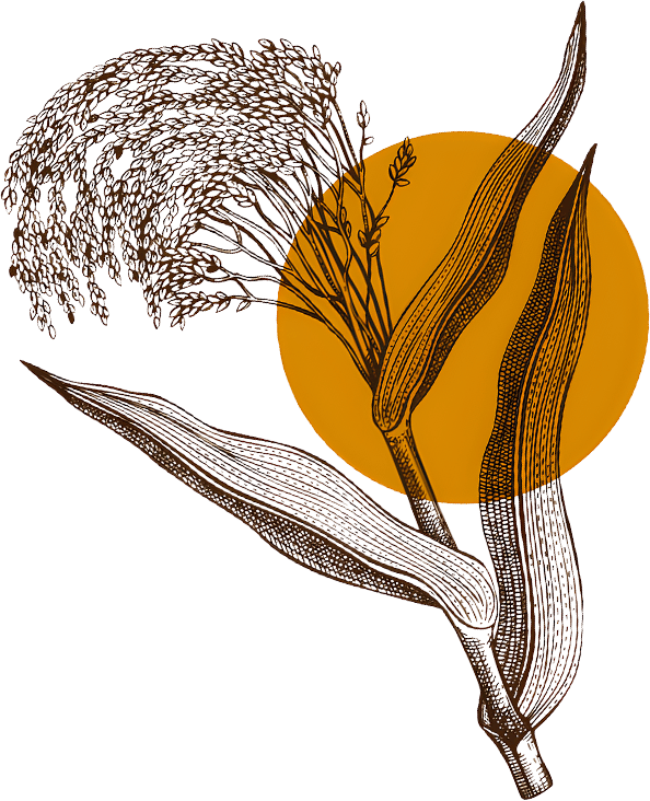 Millet Illustration Right